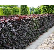 Саджанець Бук Atropunicea в контейнері